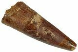 Fossil Spinosaurus Tooth - Real Dinosaur Tooth #324851-1
